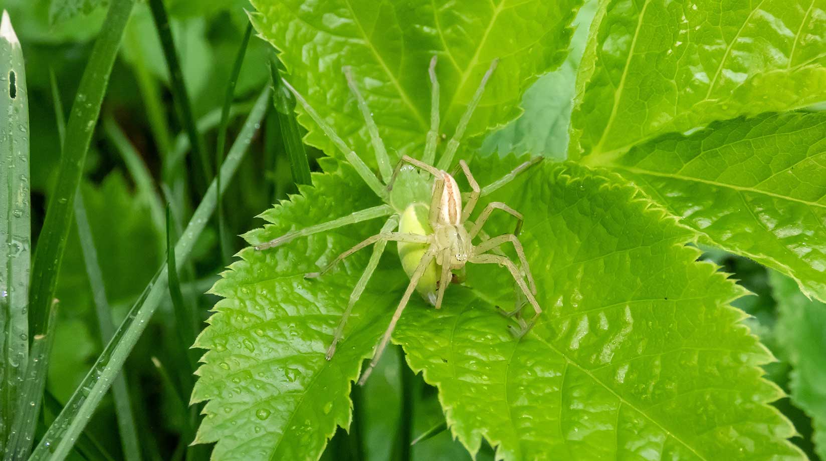 A pair of green huntsman spiders mating