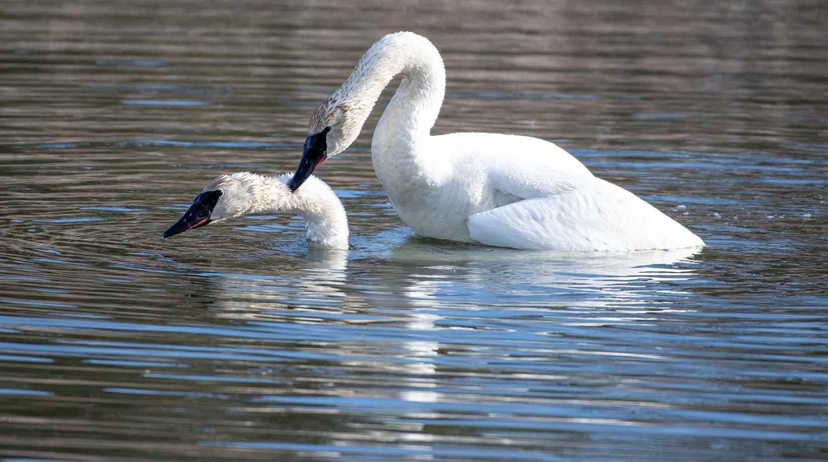 Mating swans