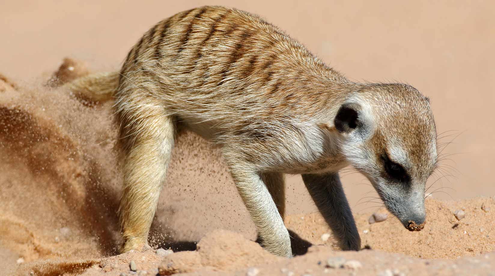 A lone meerkat digging a burrow