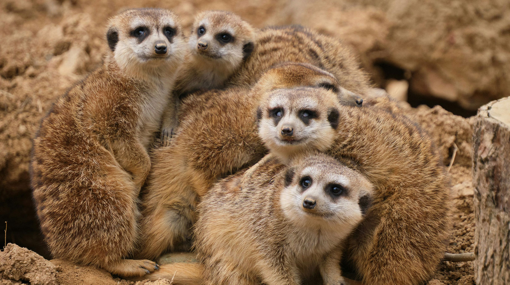 A group of meerkats huddled together.