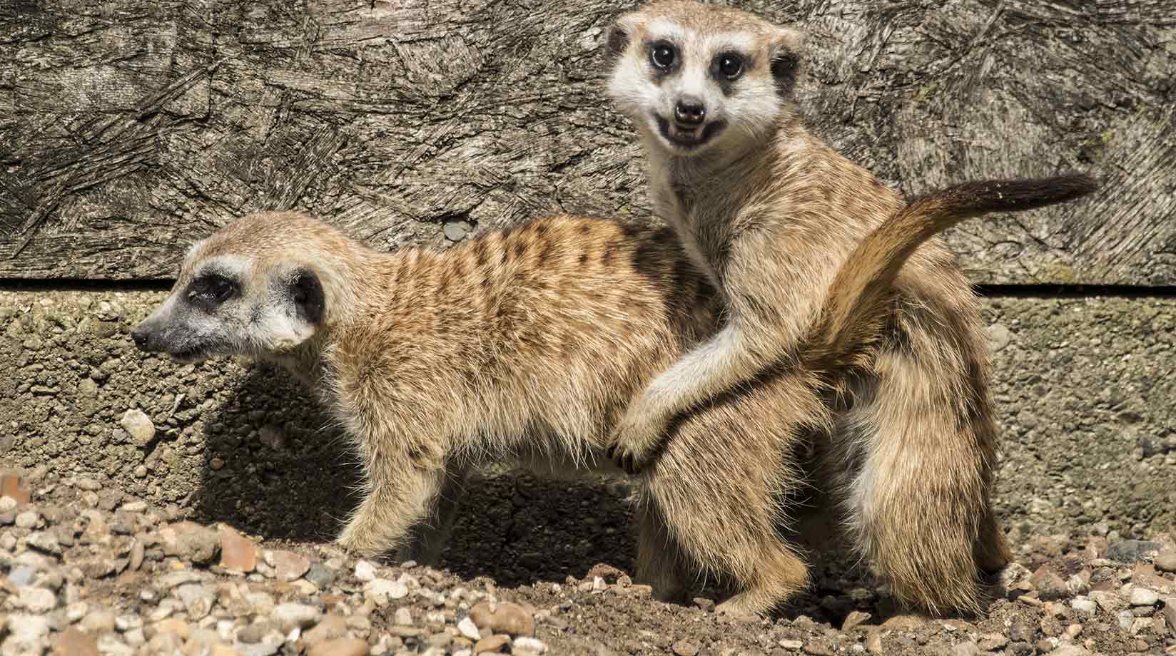 Meerkats mating