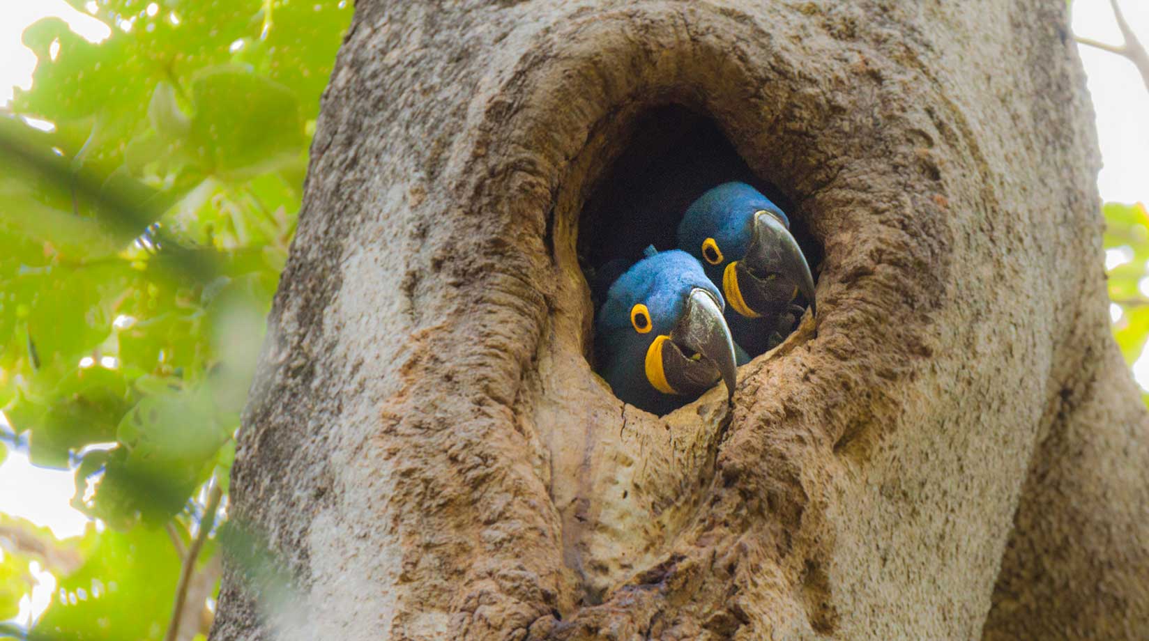 Two monogamous macaws in their tree nest