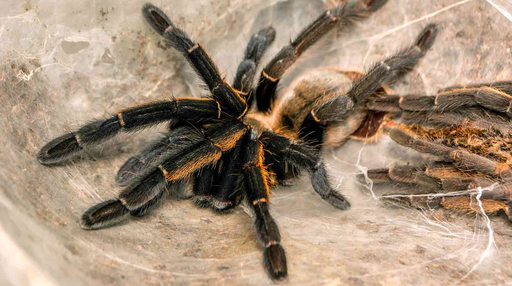 Moulting tarantula 