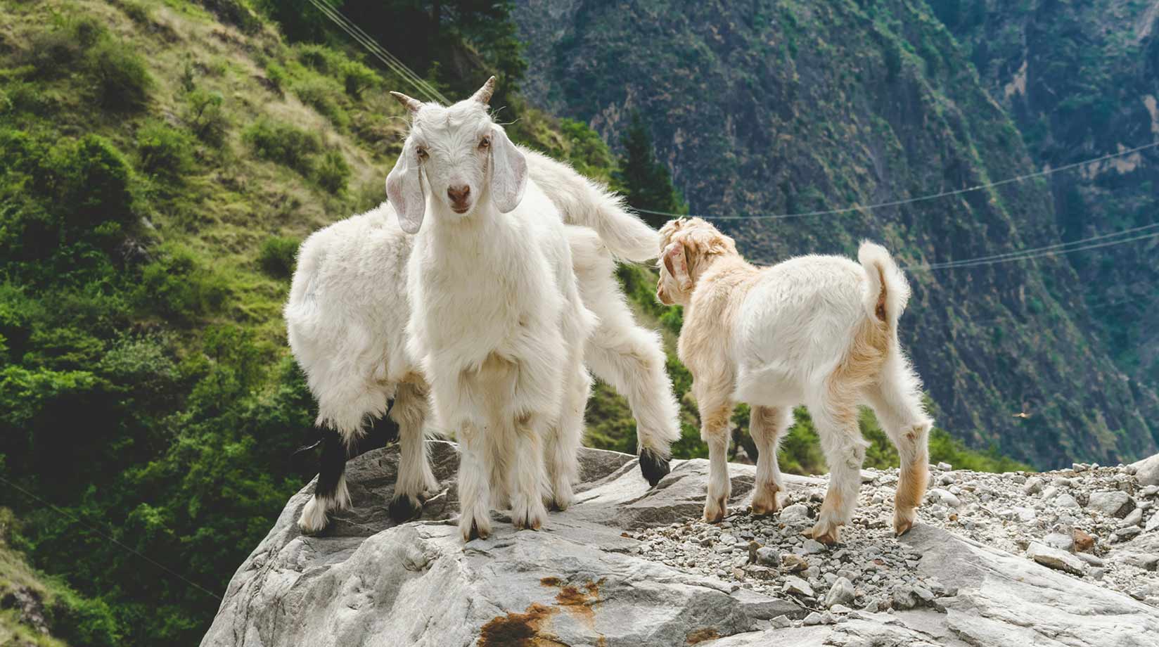 Three white mountain goats stood at the top of a mountain