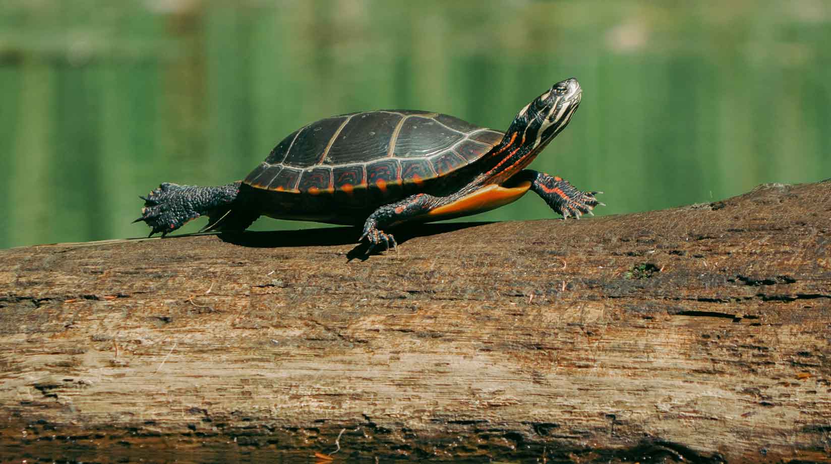 Painted turtle on a branch