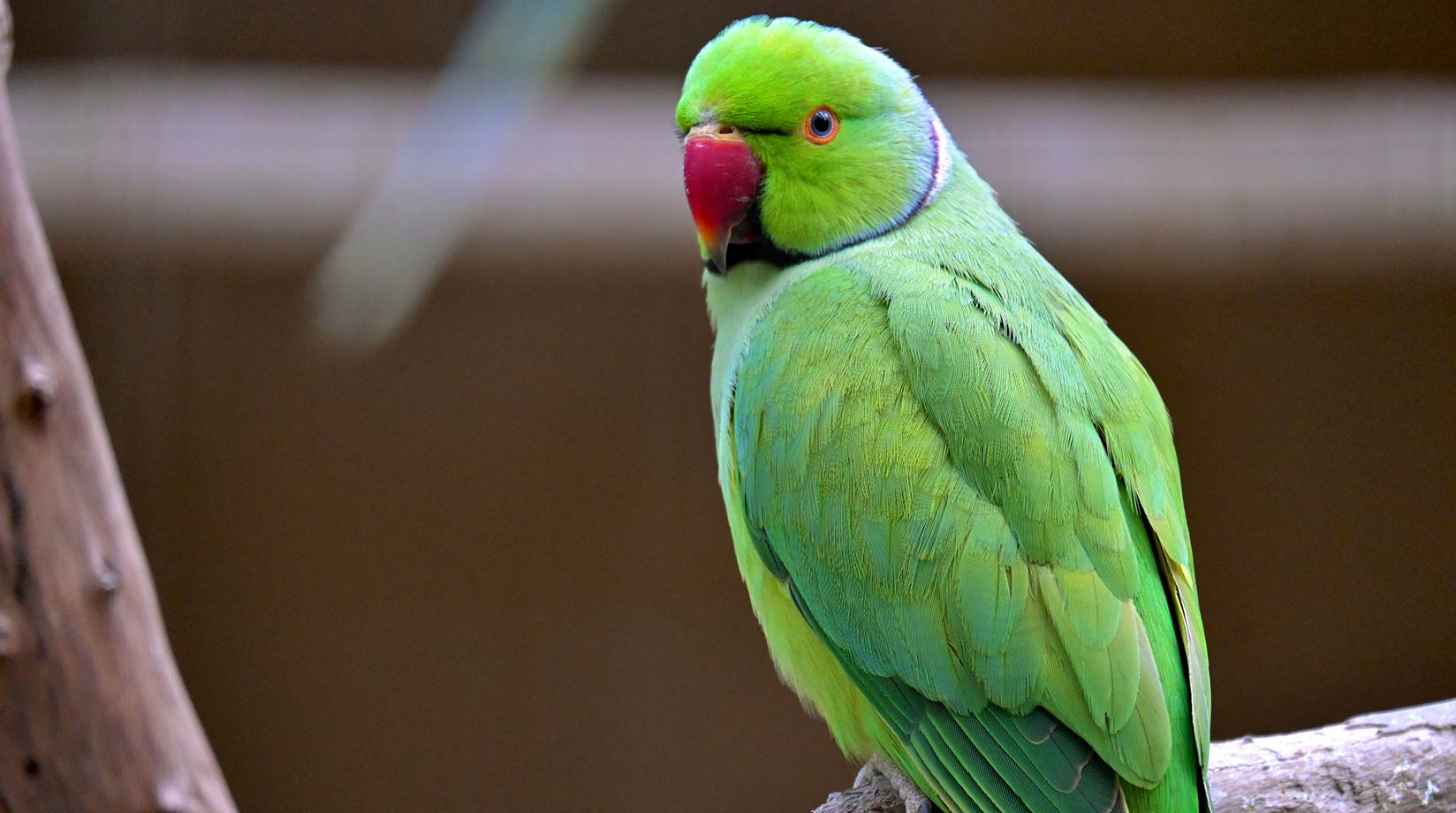 Green parakeet with a red beak