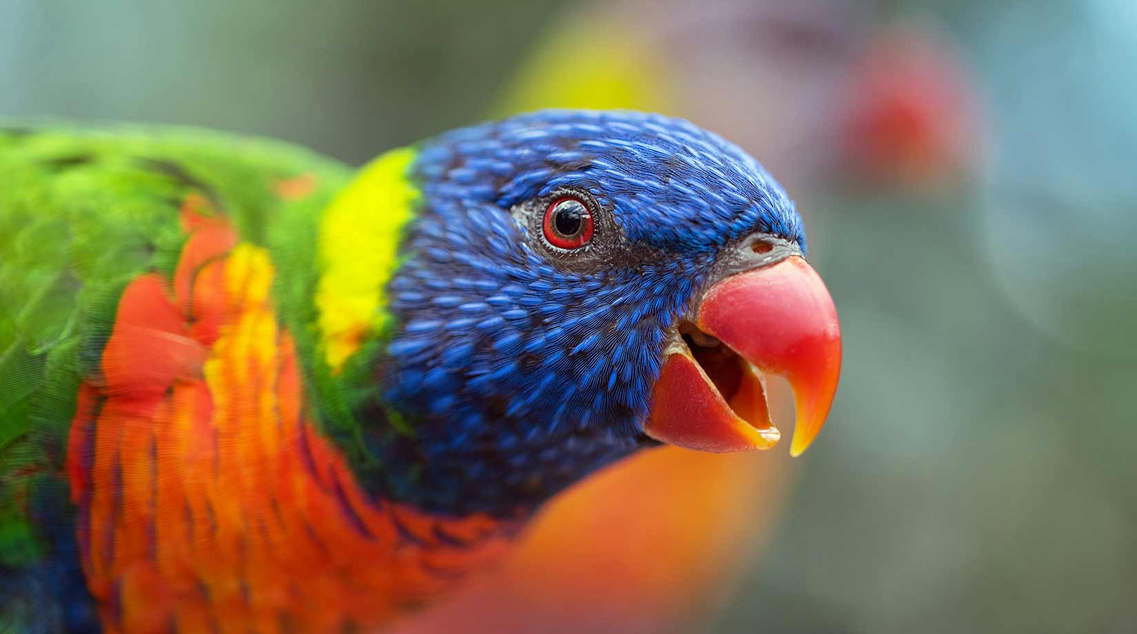 Rainbow lorikeet