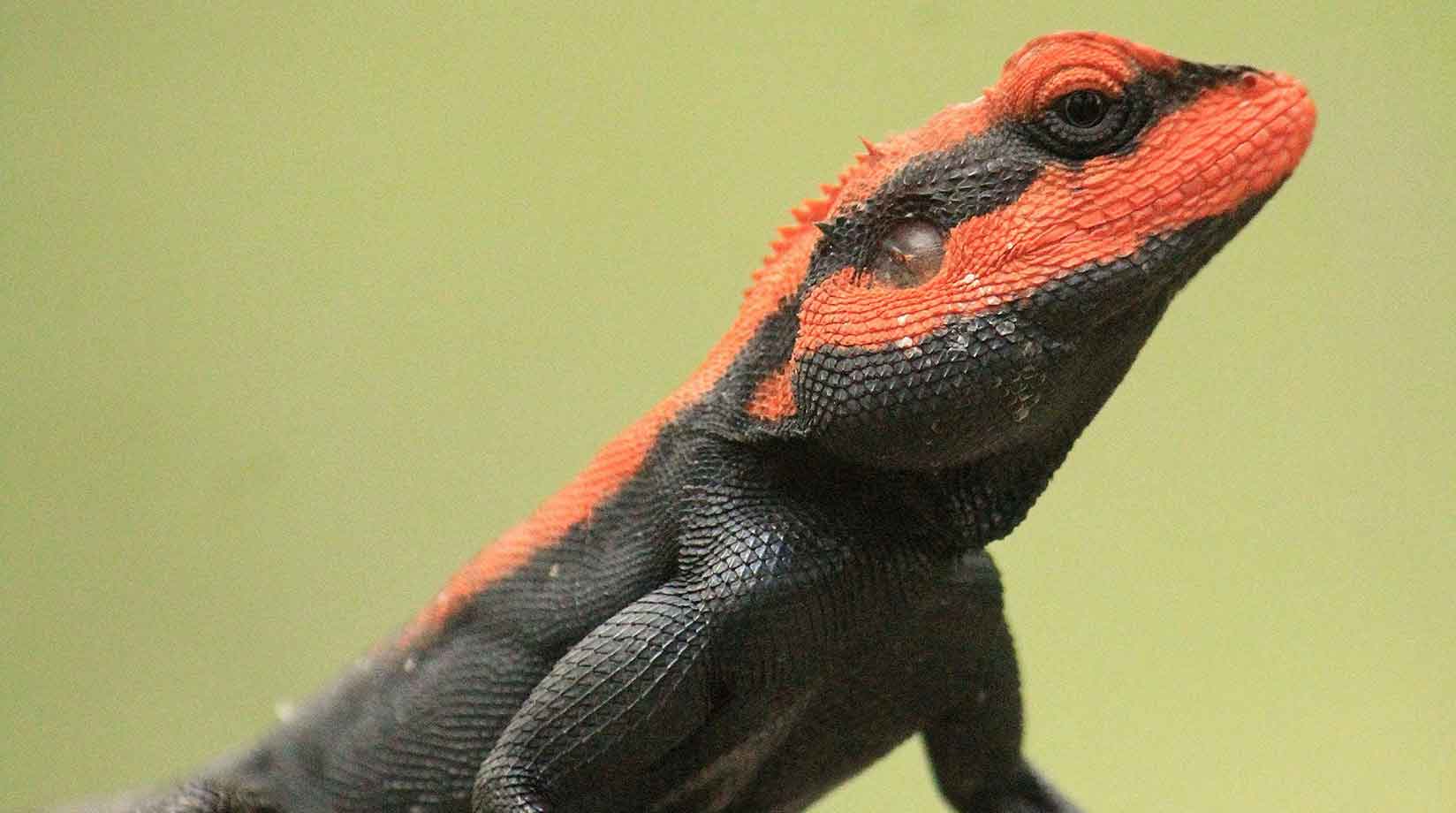 A black lizard with red stripes