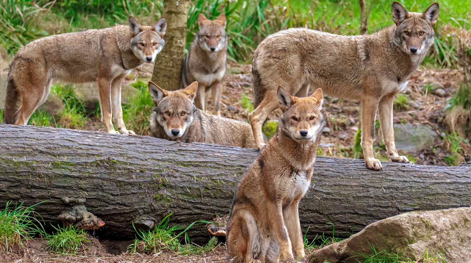 A pack of red wolves