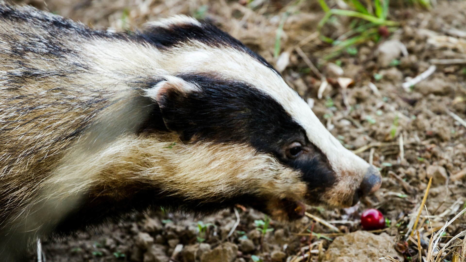 A badger goes to take a bite of a red berry lying on the earth.