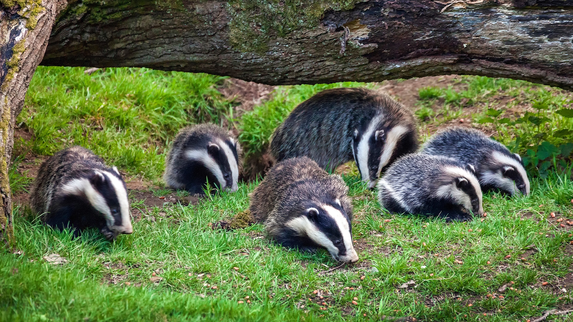 An adult badger and five smaller cubs forage together in the grass beneath a tree branch