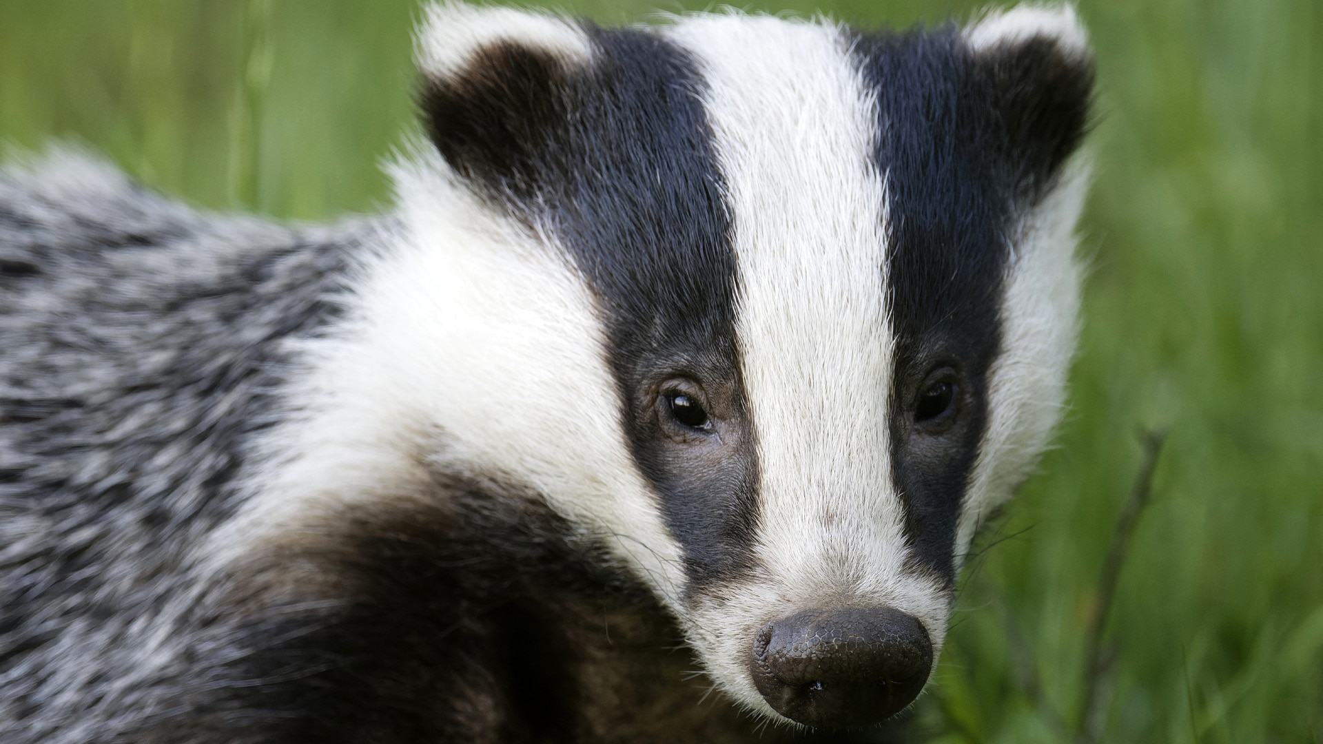 A close-up of the face of a European badger, with its distinctive black and white striped fur.