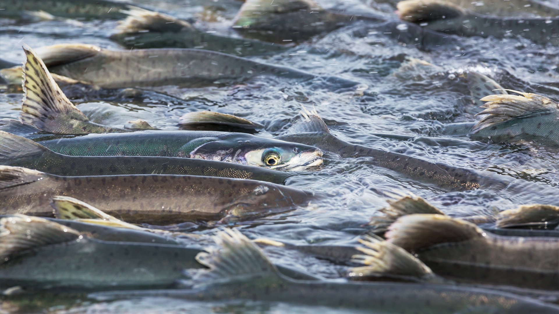 A large group of salmon spawn together, semi-submerged in water.
