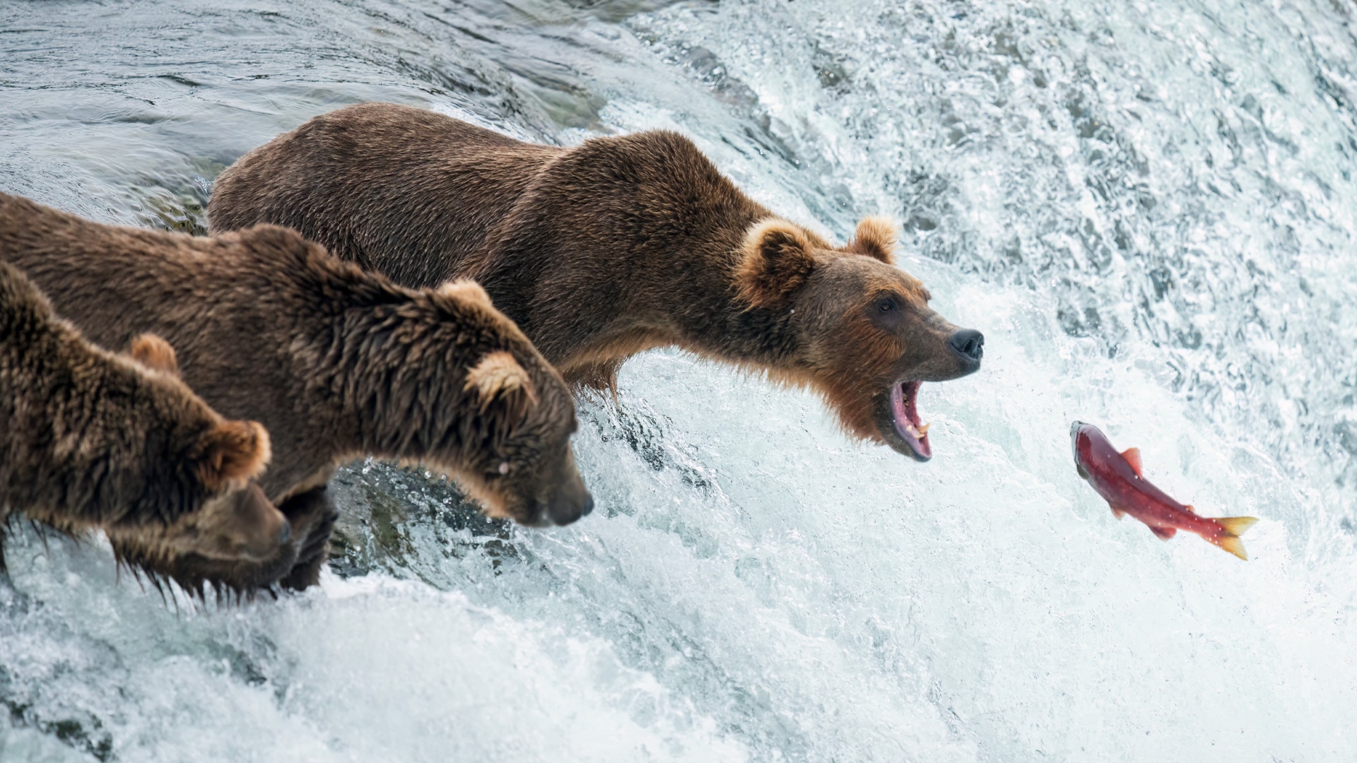 A wild salmon jumps up a waterfall. Three bears await, one with its mouth open attempting to catch the salmon.