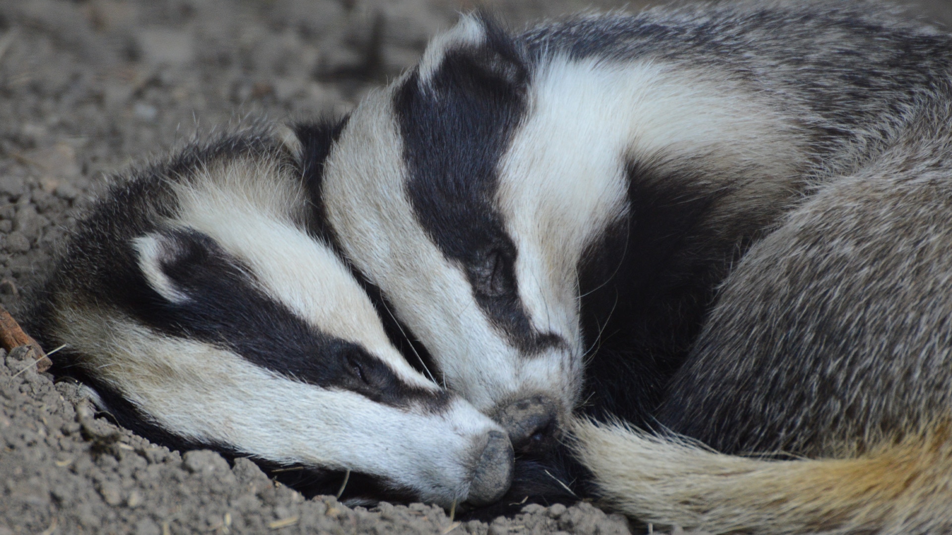 A couuple of sleeping badgers snuggle together in the earth