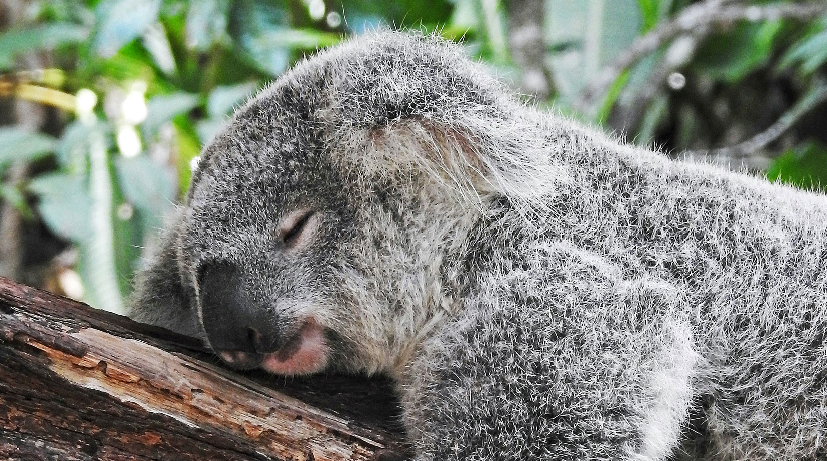 A koala sleeps in a tree