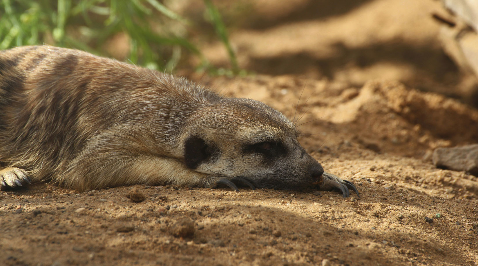 Solo sleeping meerkat in the wild