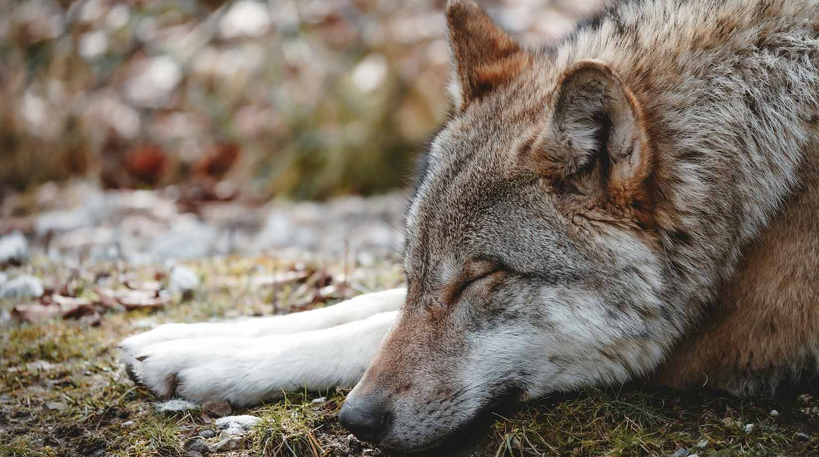 A sleeping wolf