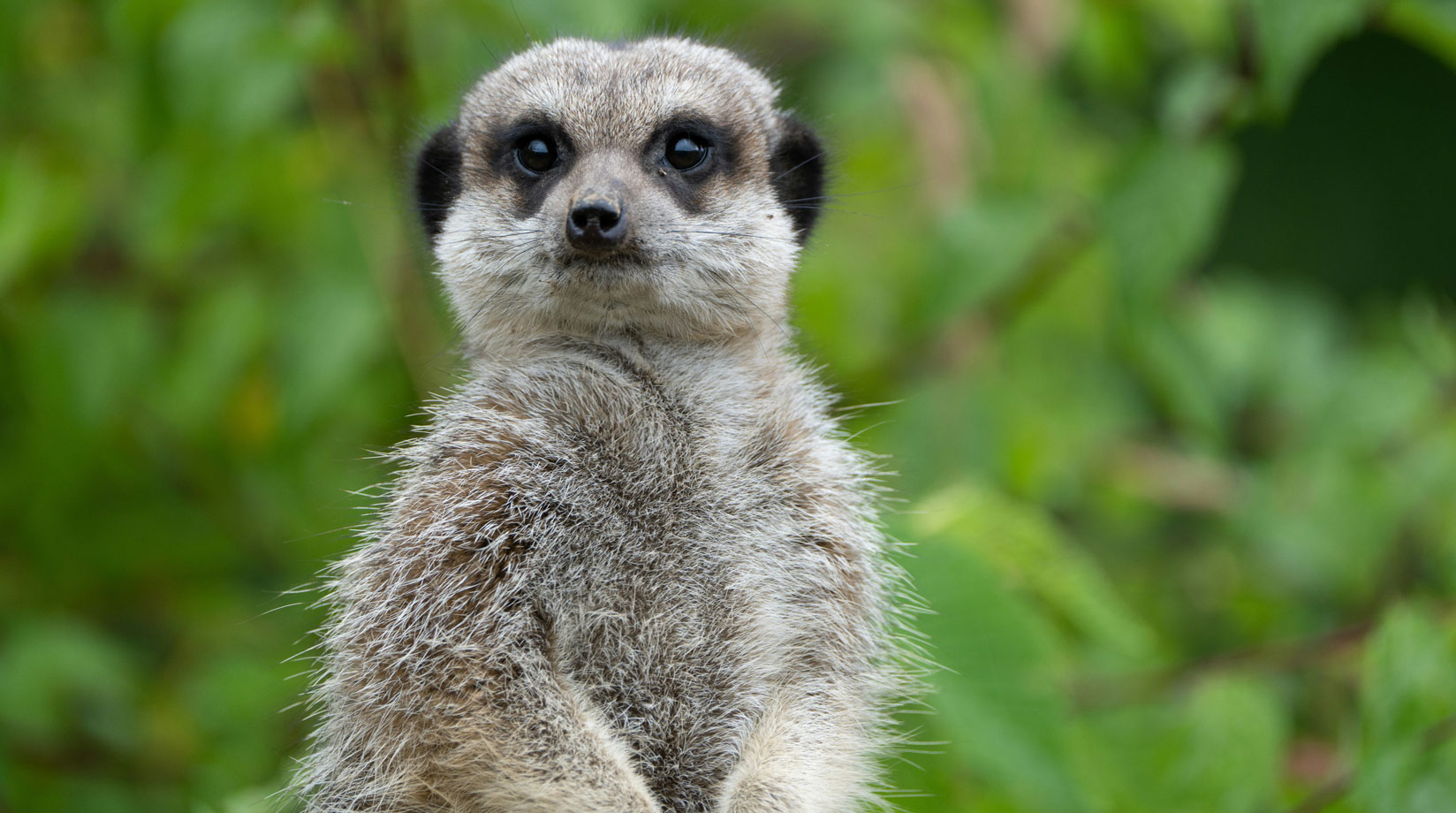 Solo meerkat stands on sentry duty