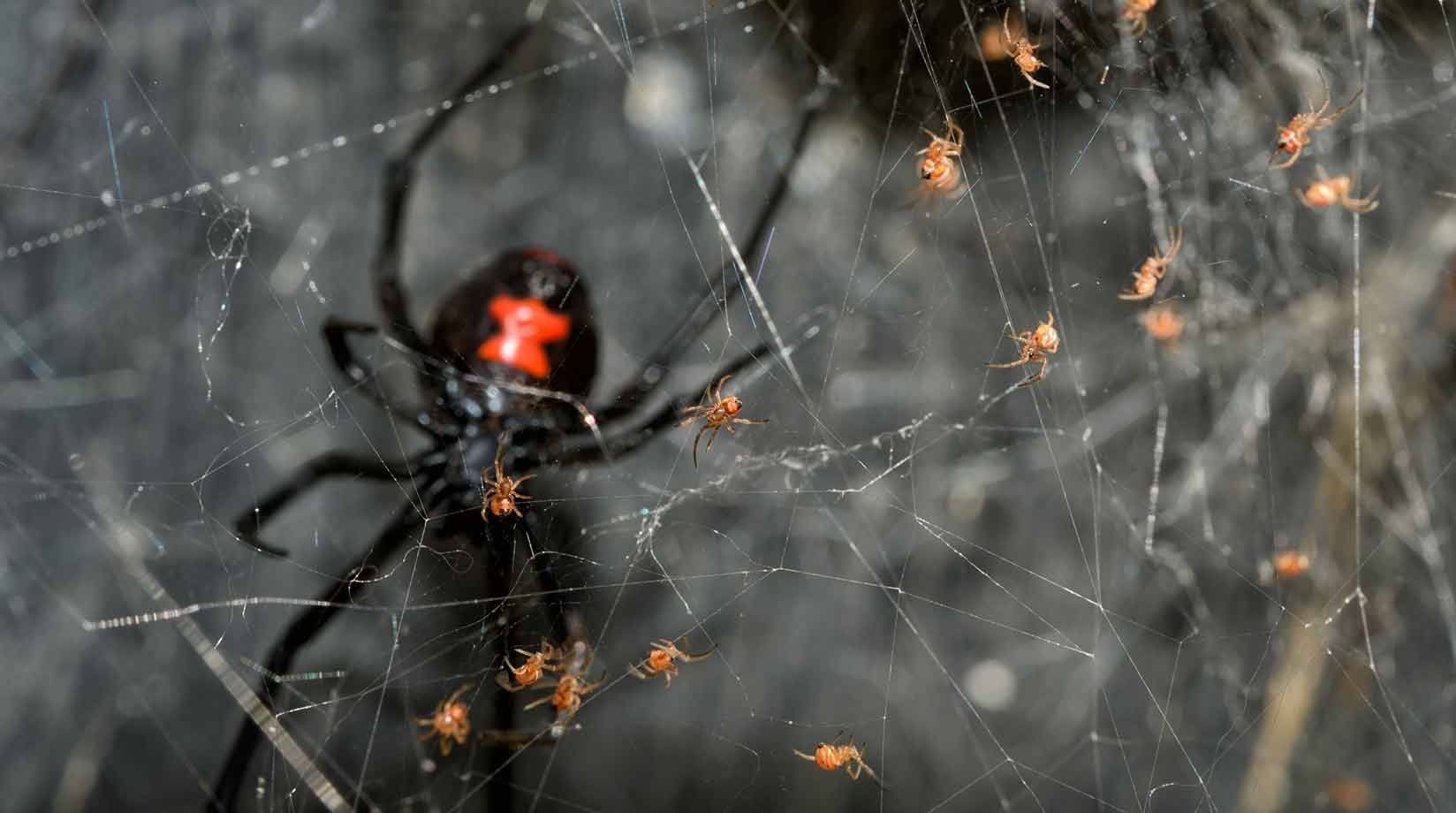 Black widow and spiderlings