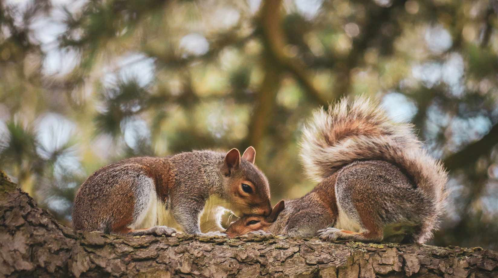 A pair of squirrels on a branch