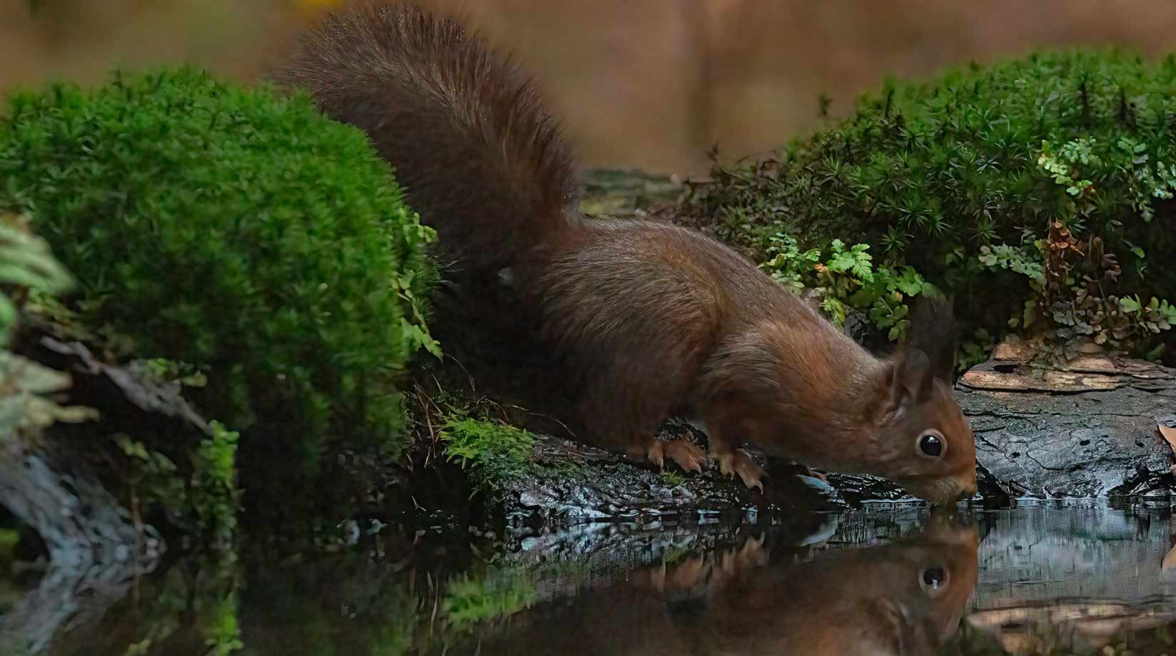 A squirrel drinks from a pond