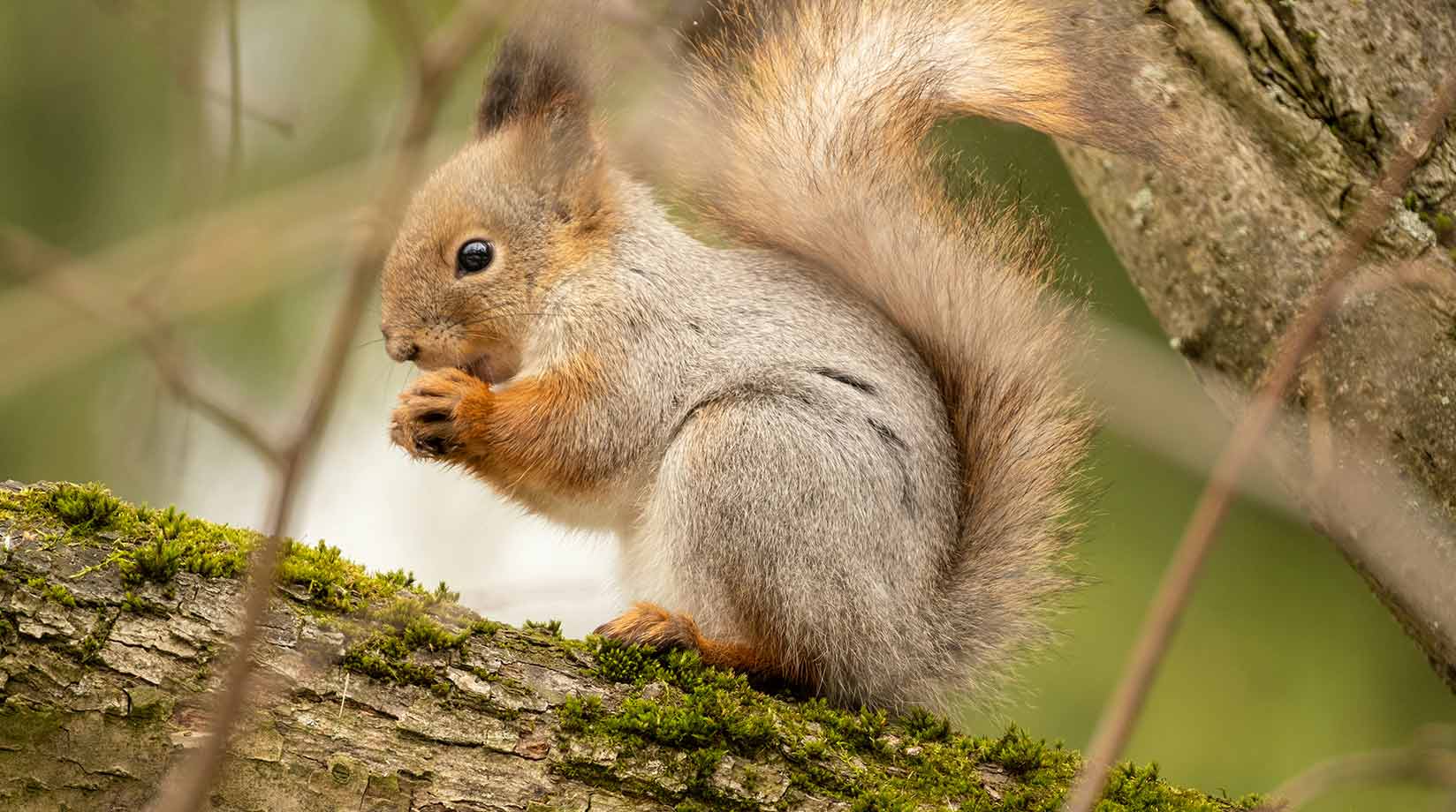 Baby Squirrel eating a nut