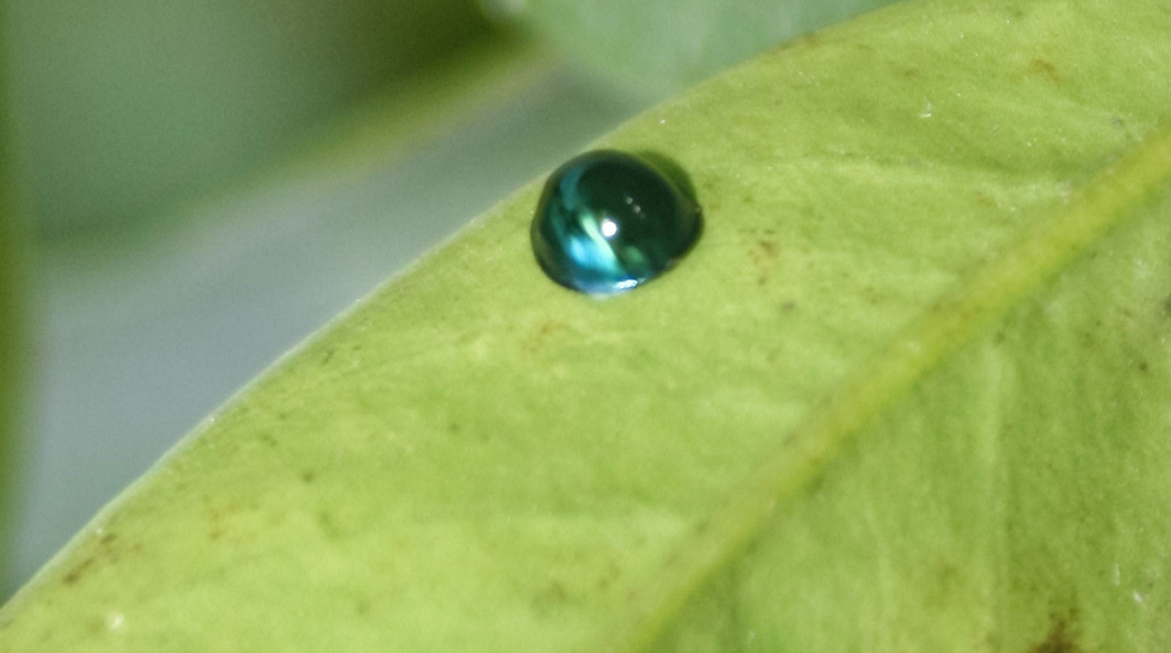 Steelblue Ladybird