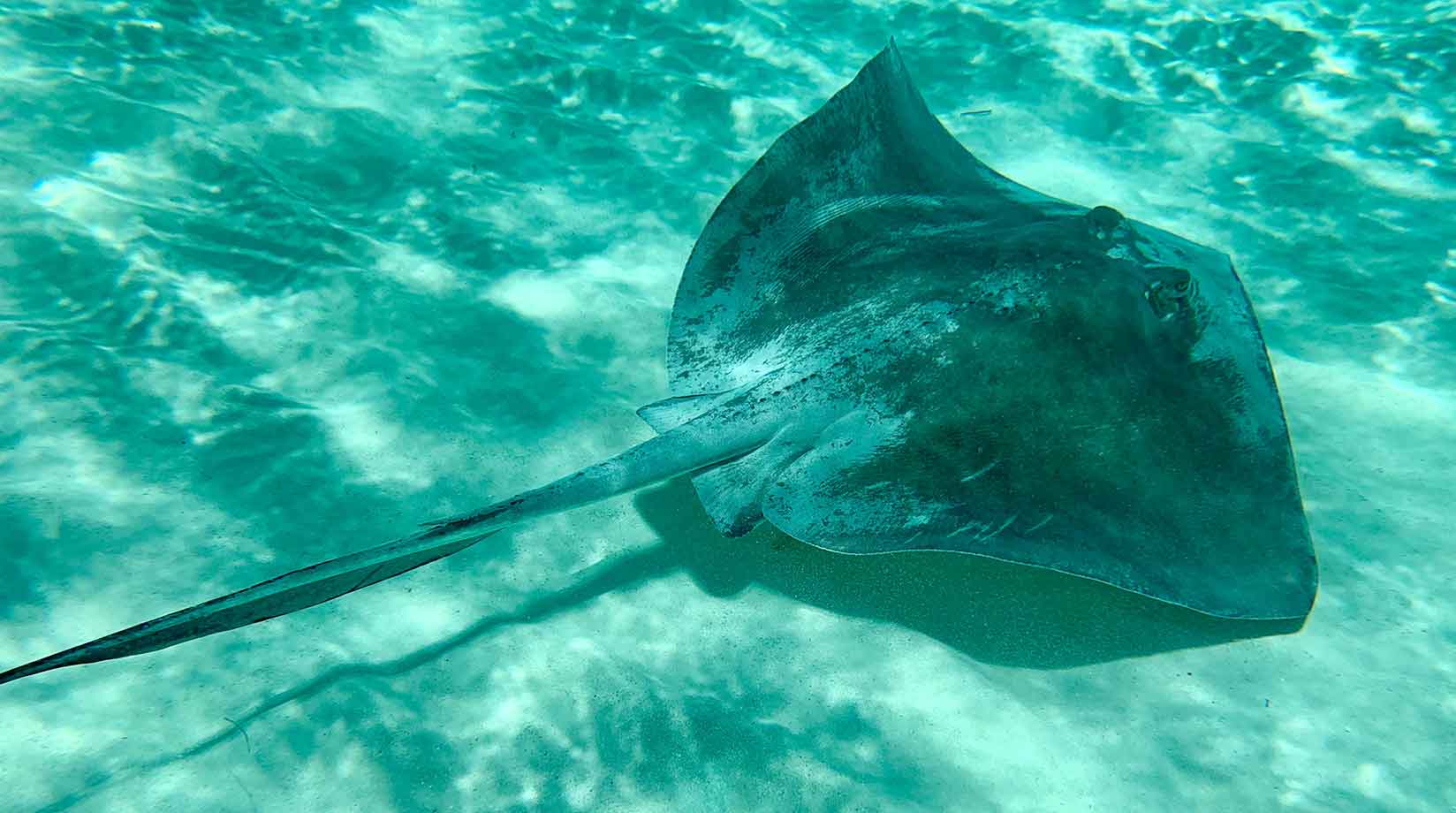Aerial view of stingray in shallow water