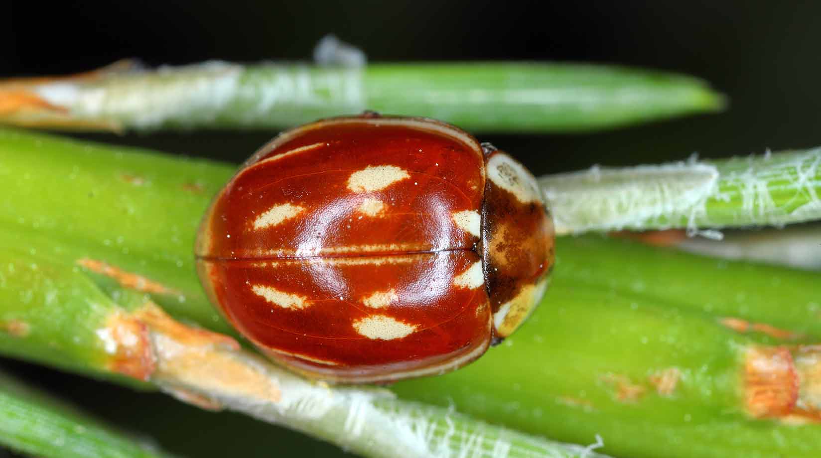 Striped ladybird