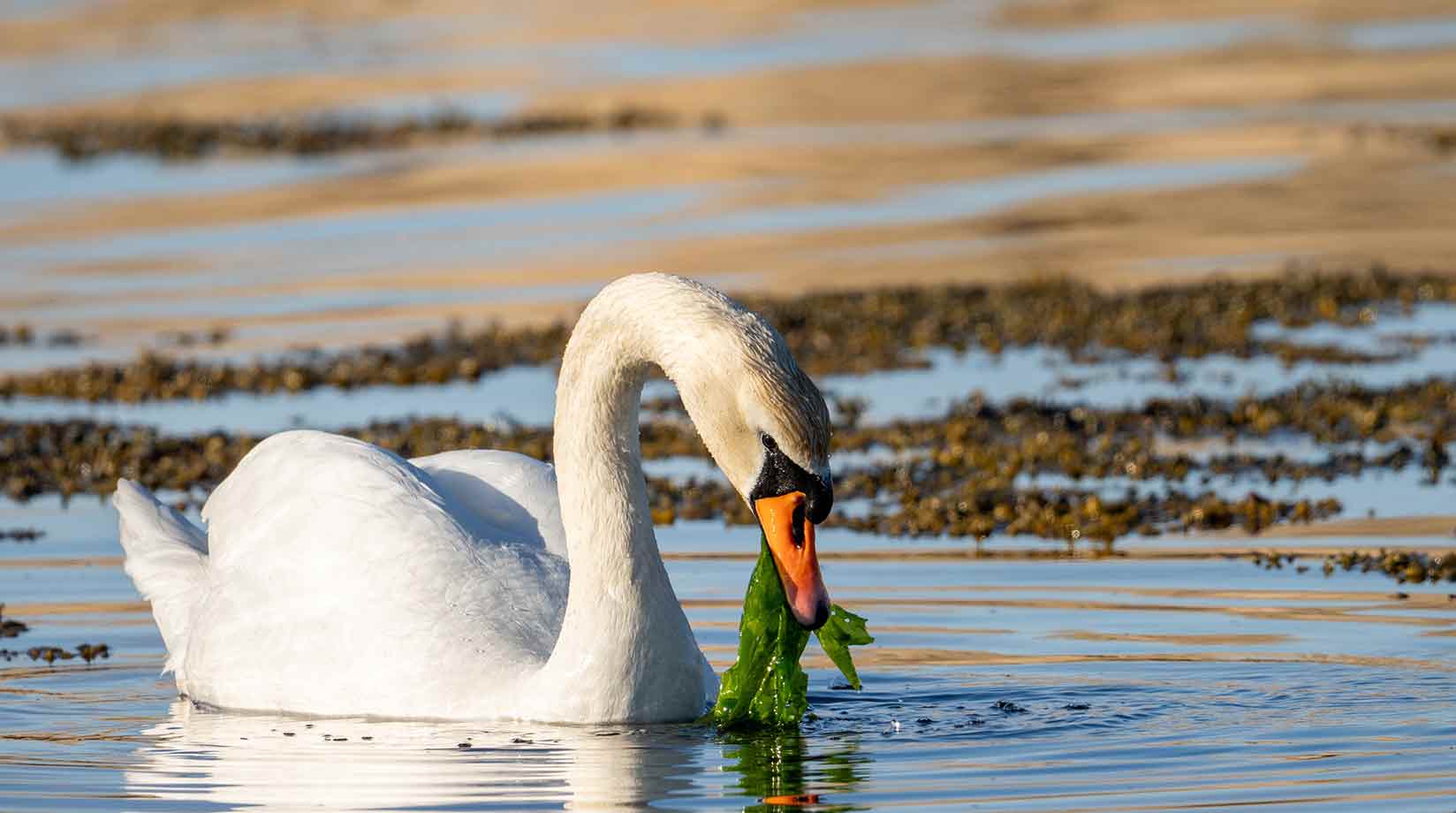 Swan eating 