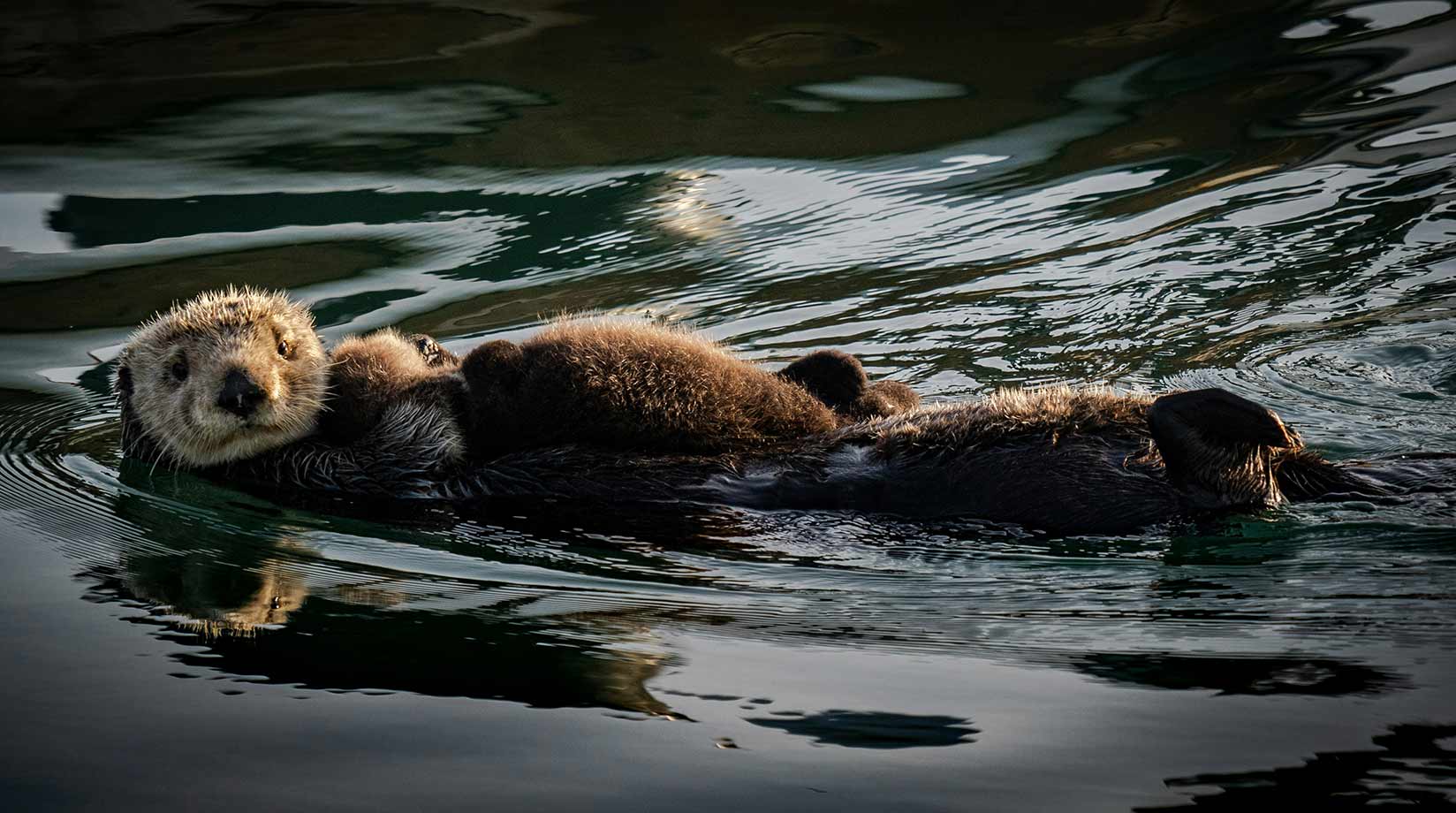 Otters swimming on their backs