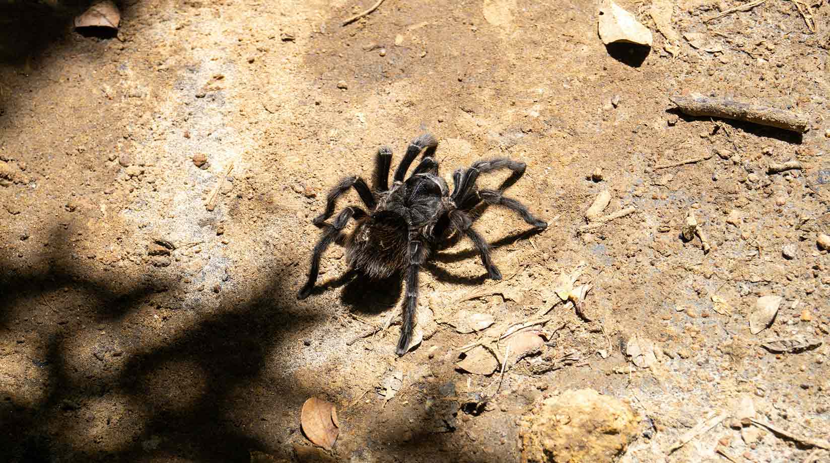 Black tarantula