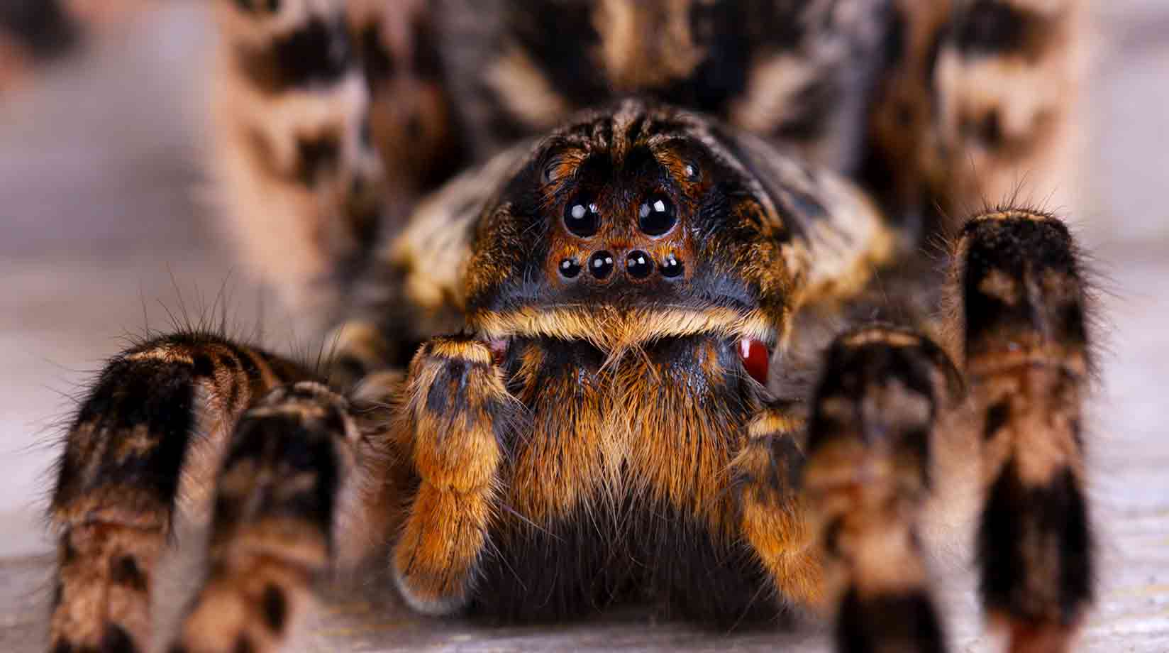 Close up of tarantula's eyes