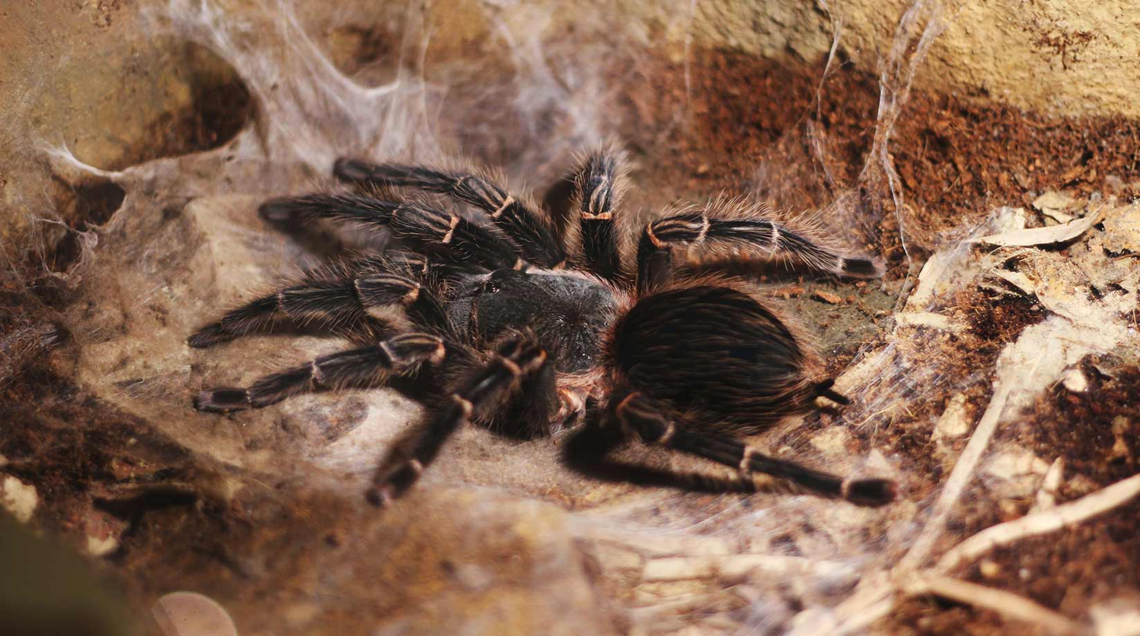 Trantula in nest