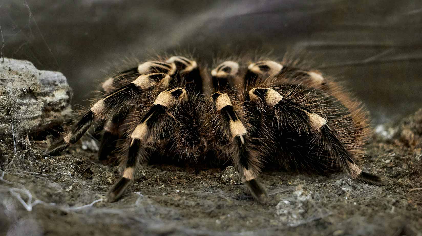 Sleeping tarantula