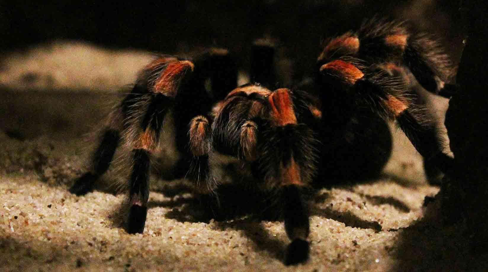 Crouching striped tarantula