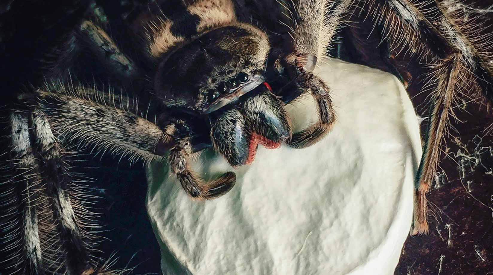 Female tarantula with egg sack