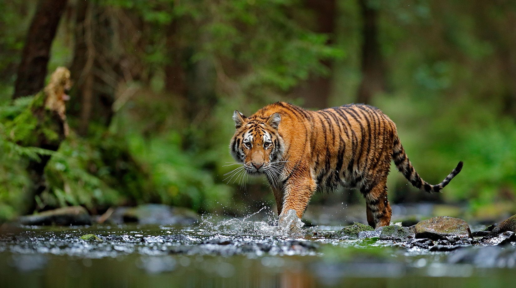 Tiger Facts | Mammals | BBC Earth
