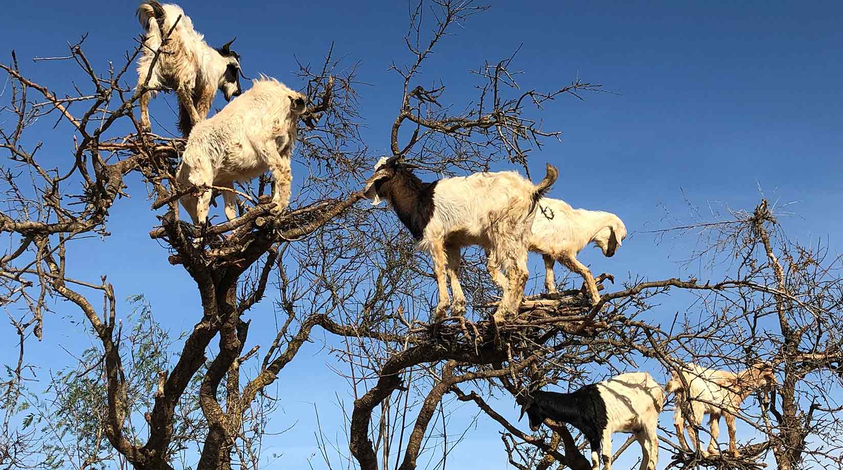 Six goats stood together on leafless branches at the top of trees