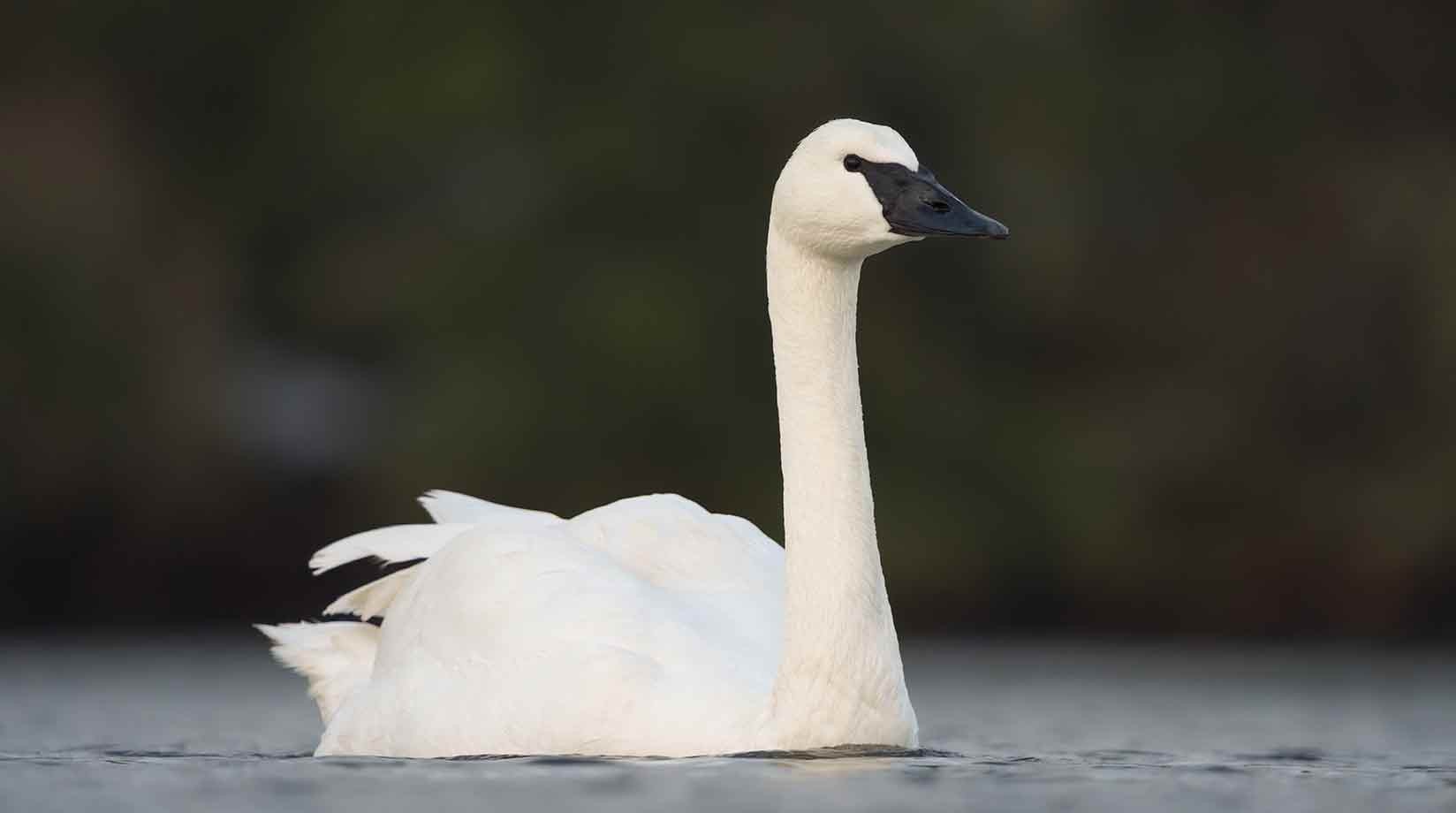 Single Trumpeter Swan on the water