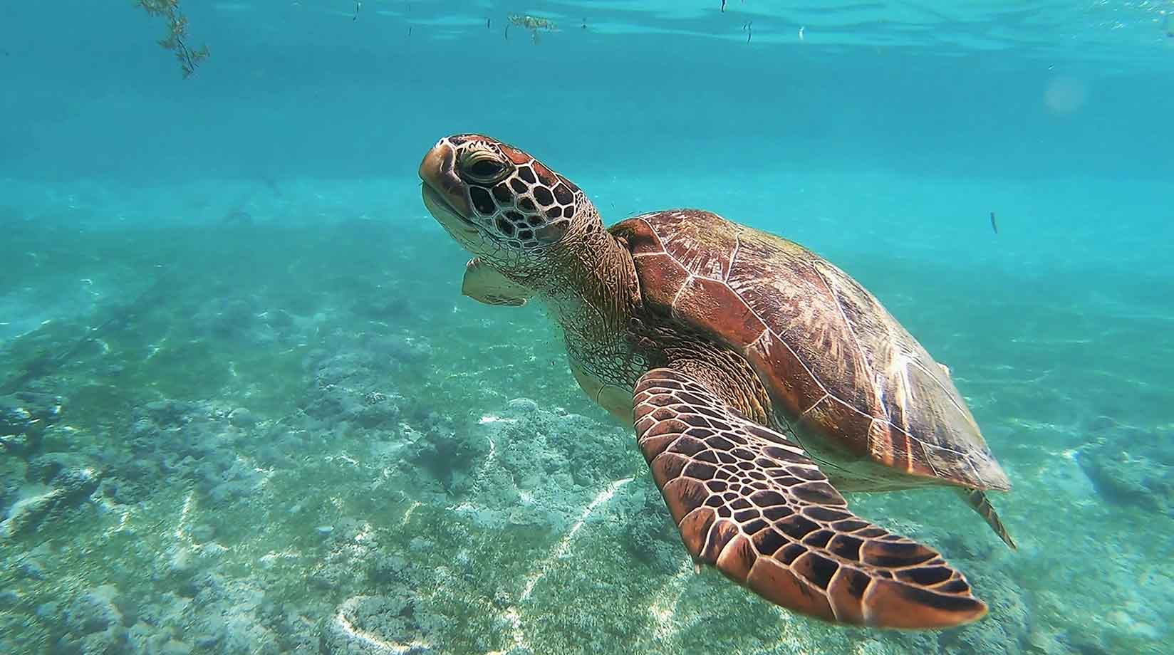 Turtle underwater