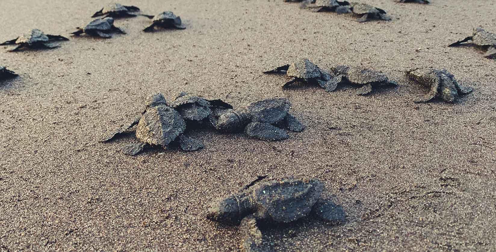 Turtle hatchlings on beach 