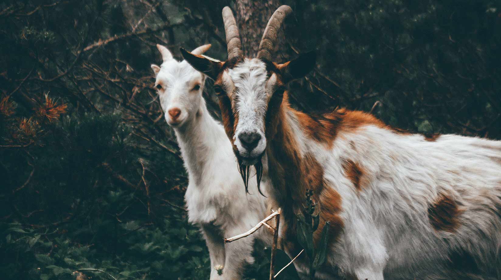 Two white and brown goats in a forest, looking directly into the camera.