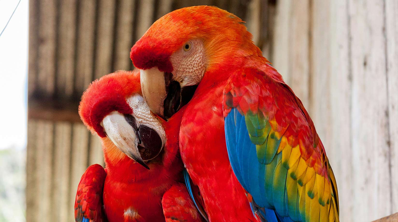 Two red macaws huddle together