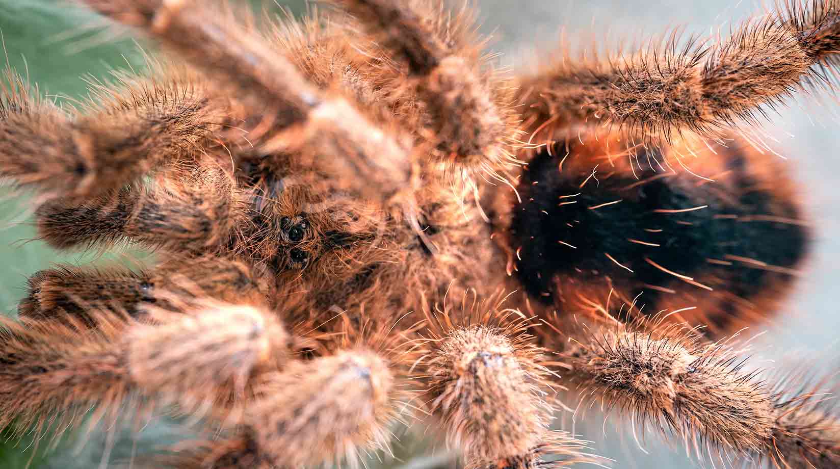 Venezuelan Redstripe Tarantula
