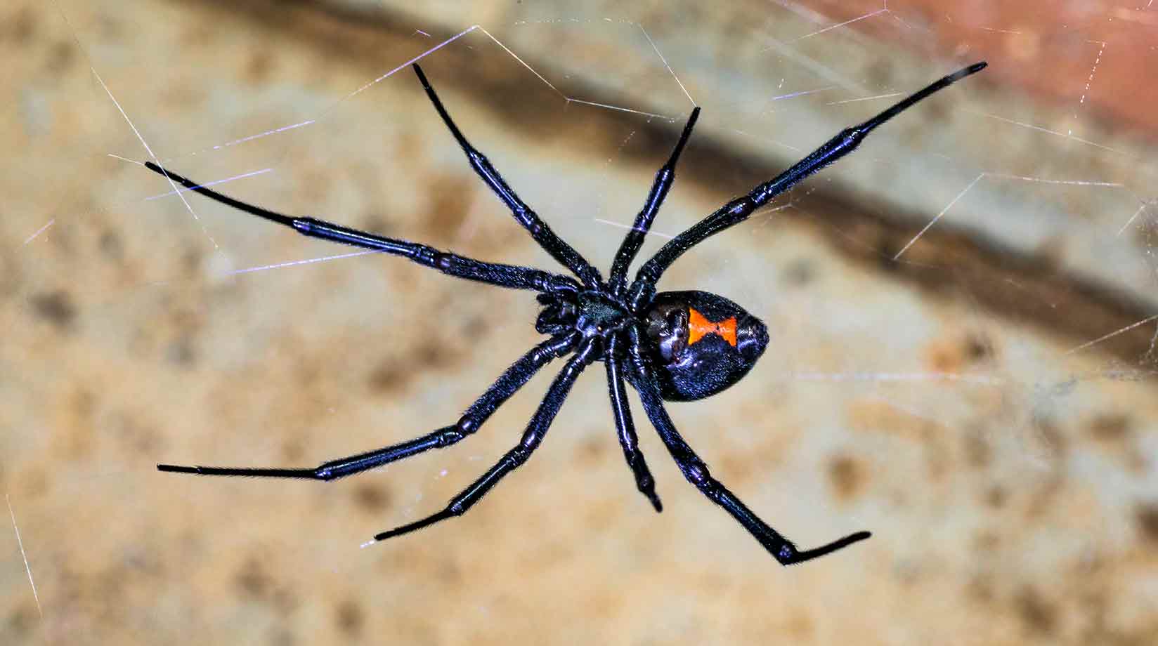 Black widow spider