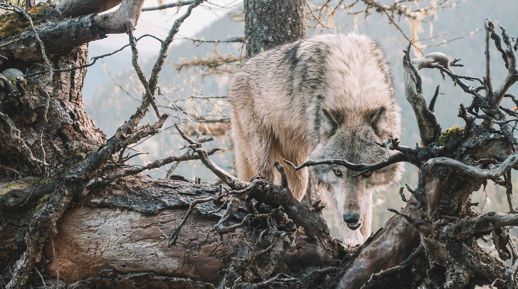 A grey wolf among tree foliage