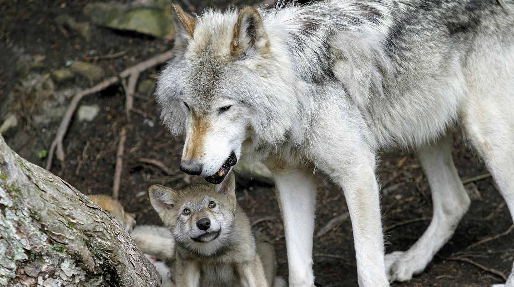 Wolf with her pup
