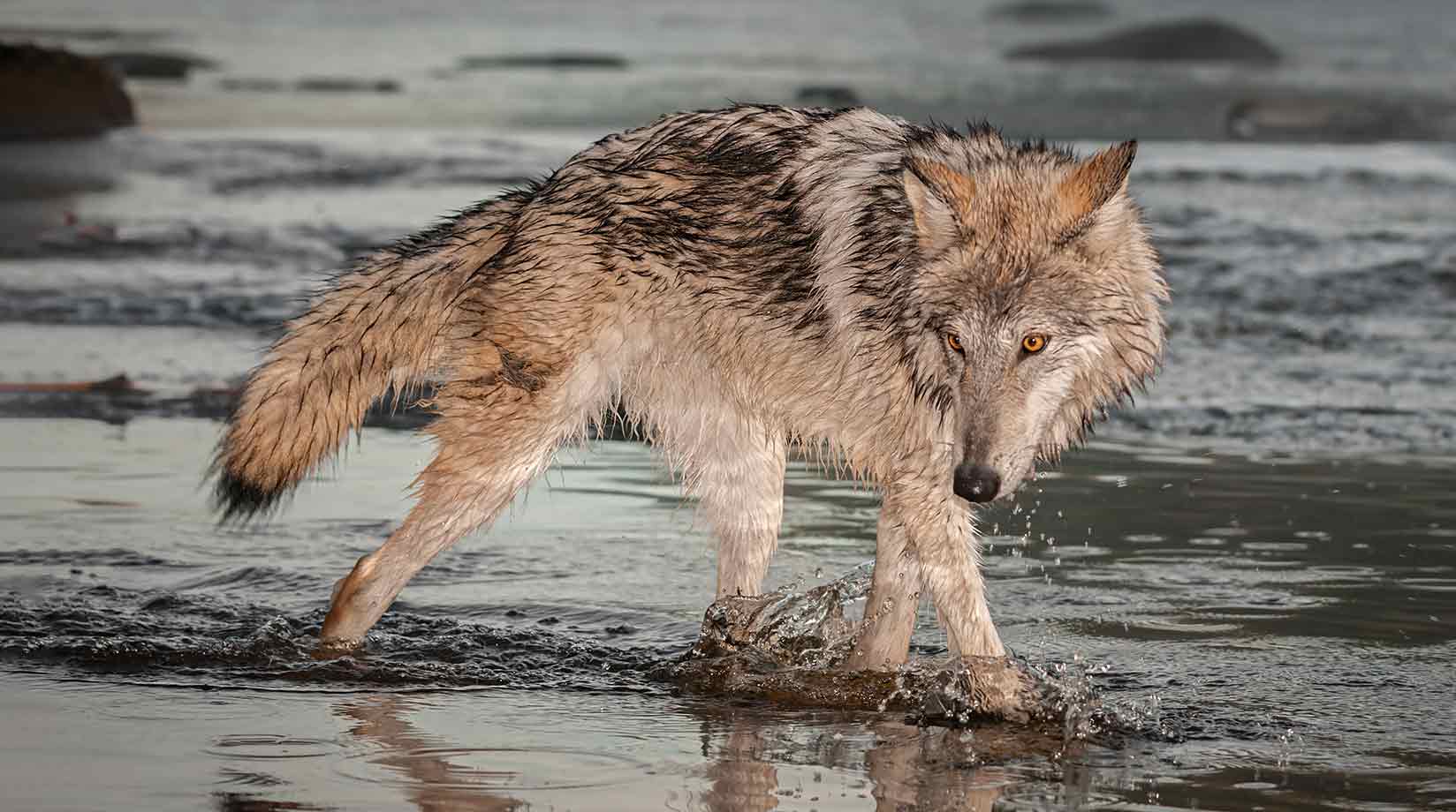 A wolf emerging from the water with wet fur